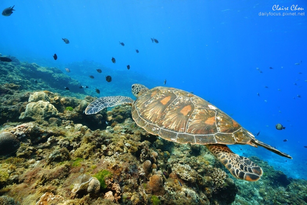 島旅｜走訪海龜之島 讓屏東小琉球更環保